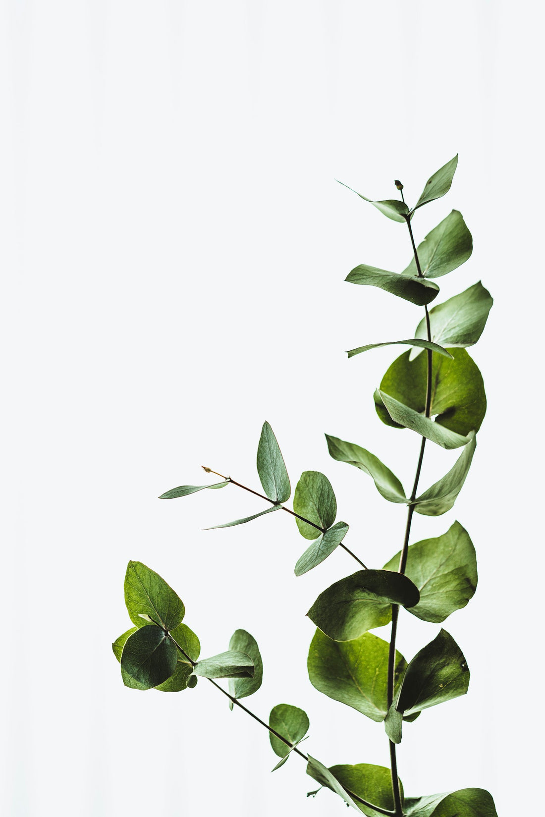 Eucalyptus leaves on a branch