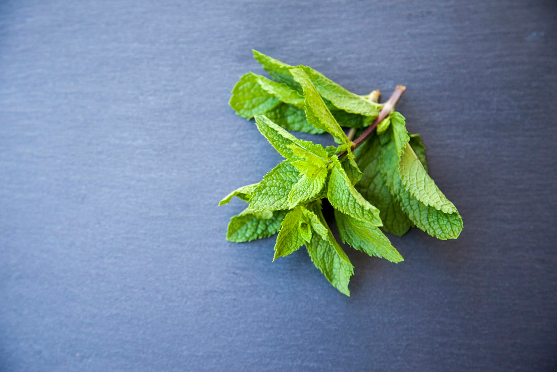 Fresh green peppermint leaves