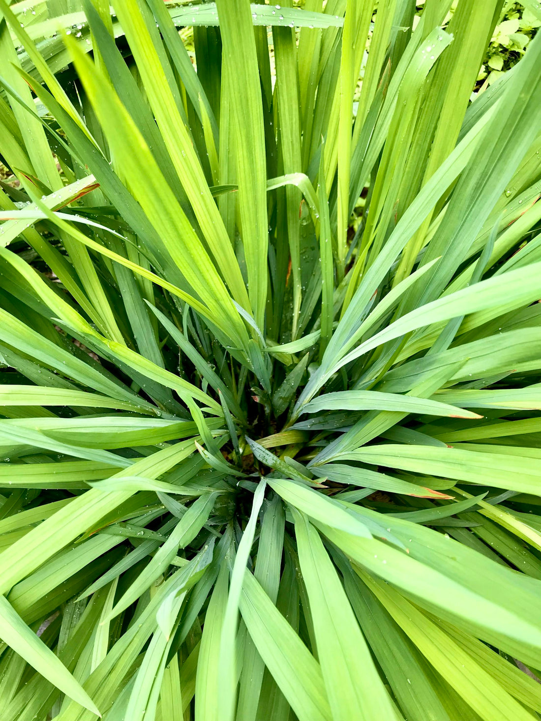 Fresh lemongrass plant