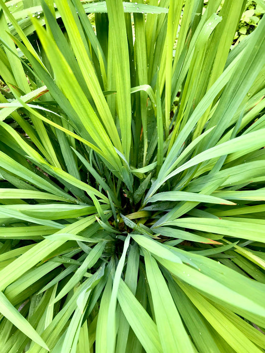 Fresh lemongrass plant