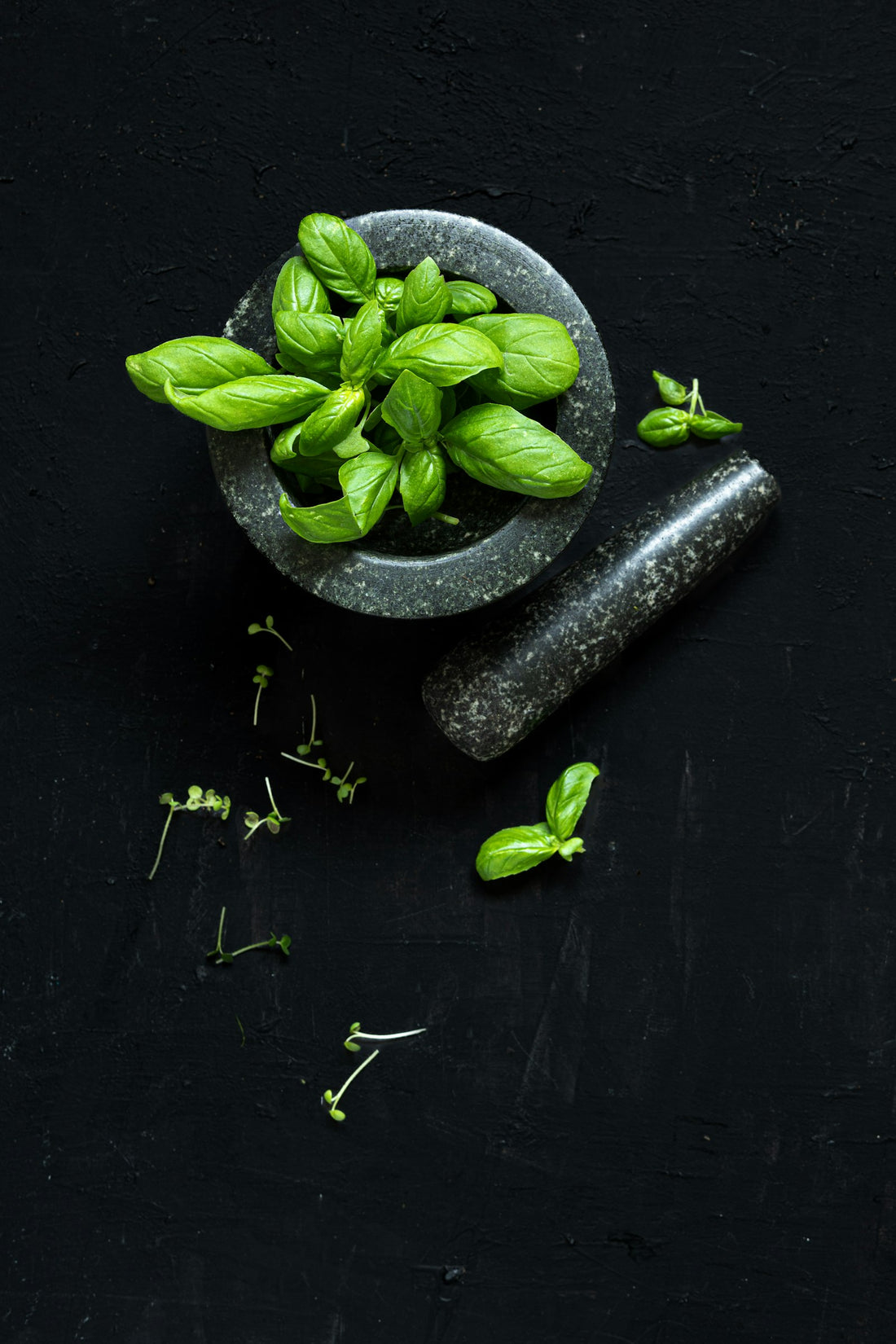 Bowl of fresh basil leaves