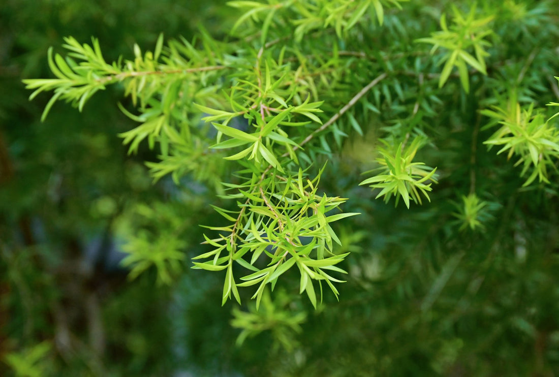 Green tea tree (melaleuca) foliage