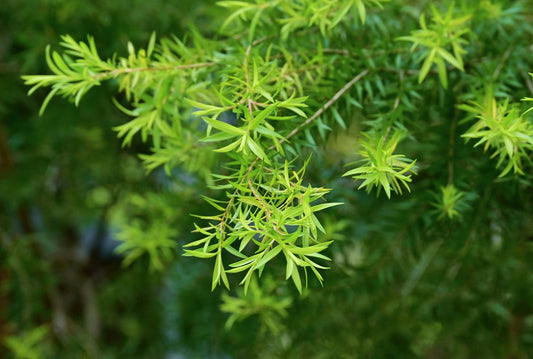 Green tea tree (melaleuca) foliage